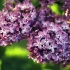 Lilac care во пролетта - меморанд до цветен одгледувач